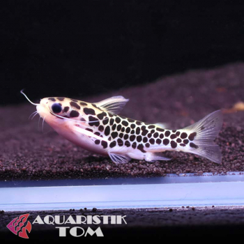 Zwergtrugdornwels, Centromochlus perugiae